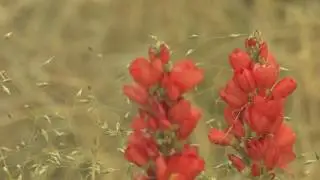 Minute Out In It: Globemallow