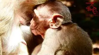 Baby Hungry...Bobby Getting Huge Milk From Mama Brinn Very Fantastic #Monkeyaction