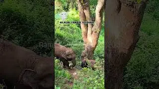 Elephant baby In Nilgiris Forest🐘😮 #shorts #elephant #ooty #2023 #nilgiris #youtube #wildlife
