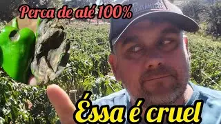 doença altamente destrutiva na cultura do pimentão pode dar percas de até 100 %!!