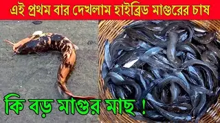 হাইব্রিড মাগুর মাছের চাষ করার পদ্ধতি ll South 24 Pgs hybrid magur fish farming ll#srmindtouch ll