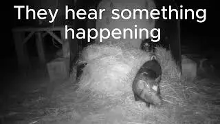I Put a Trail Cam in the Pig Pen to See What They Do All Night #trailcam #pig