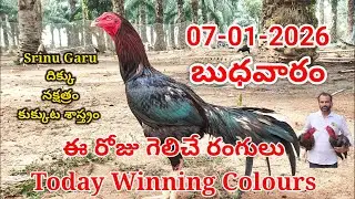 07 January 2026 Today Winning Colours//kukkuta sastram//colour update #telugu
