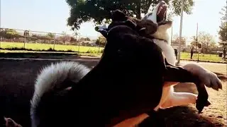 Husky vs GSP Dogfight At Dog Park (What Caused This Fight?)