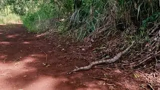 Bothrops moojeni