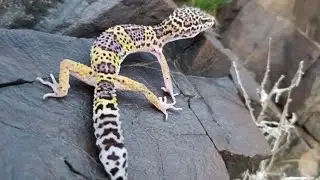 Leopard gecko lizard mountain | Leopard gecko lizard was released into the mountains | Leopard gecko