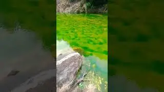 algae grow in water#water #nature #shorts