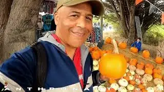 Pumpkin Mania