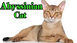 Abyssinian Cat | All you need to know about them | Elegance, Intelligence, and Playful Charm