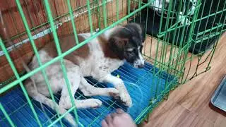 Day1_ How to treat a puppy has gotten Canine Parvovirus. #dog #SOL_Vet