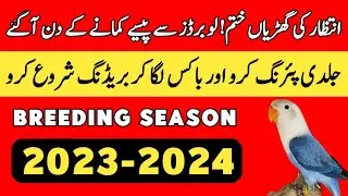 Love Birds Breeding Season 2024 | Breeding Tips | Breeding Formula | Breeding Progress | Mini Zoo