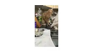 Clean with me  - Pretzel is supervising the drying up. #cleaningwithcats #cleanwithme #housework