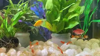 I get colorful fish, goldfish, platy fish, glass fish, best play ground, Relaxing time