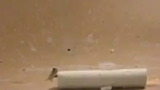 The Porcelain Pipe Bomb