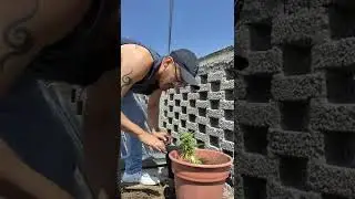 Cambiando mi planta de mota(3era.parte) #420 #420weed #flores #relax #autocultivo #cogollo