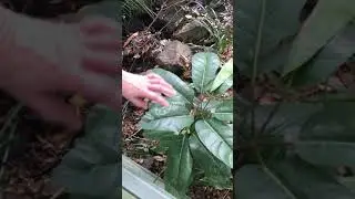 Botany Monocots,Dicots and some Roots