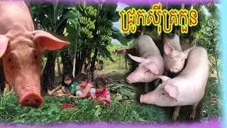 ក្មេងៗអោយចំណីជ្រូក🐖🐖