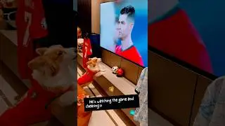 Corgi peach arms watching the European Cup! You will regret it if you don't watch it😍#shorts