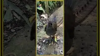 Lyrebird Mimicry: Sounds You Won&rsquo;t Believe! | Oliver Hayden #Lyrebird #WildlifeShorts #OliverHayden