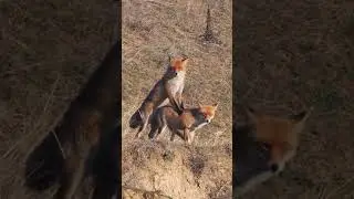 The red fox mating season has begun, Romania 01/19/2025 #shortvideo  #wildlife