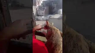 milu see monkey🐒 😂#catlove #monkey #funny #see  #animals #cutemoment #song #cute