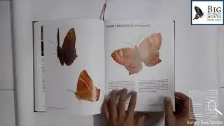Biodiversity hotspot for butterflies - Western Ghats