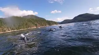dolphin problems