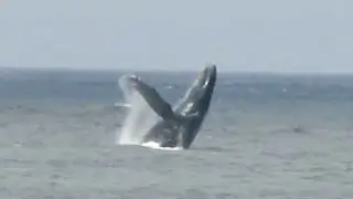 Humpback whales: lunge feeding, breaching,peduncle throw, fin slapping ,Pacifica, July 2, 2016