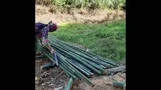 Kicked Out by Her Husband 💔 She Chops Bamboo to Build a Home Alone