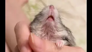 Hamster moves nose like about to get up but still doesn&rsquo;t get up in the end/倉鼠動動鼻子好像要起來了，最後還是沒起來