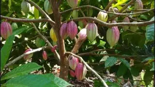 Plantation de Cacao - Ambalabao Madagascar. Cocoa plantation. 