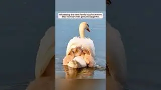 This man rescued a baby swan with a string lodged in its throat and then...