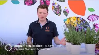 Lavendula LaDiva - Showgarden Highlights 2021 EN
