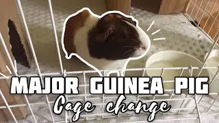 MAJOR Guinea Pig Cage Changes / Part 1