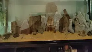 PERCHÉ HO ABBANDONATO IL CANALE (E L'ACQUARIOFILIA). 