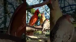 Northern Cardinal Singing to female #nature #bird #birds #animal #pets