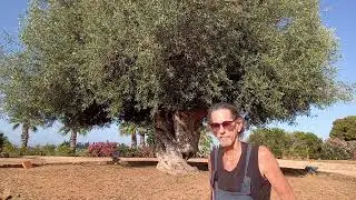 Dr Rex Mangiaracina and 900 year old olive tree