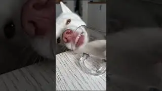 А как прошел ваш?) #dog #husky #помски #собака #хаски #животные #pomskydog #рек #прикол