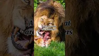 Animals that are scavengers #shorts #animals #wildlife #scavenger