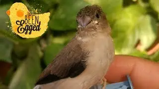 Silver Bill || How to feed a bird? || Part - 2