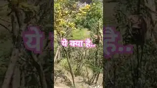 #song #love #pahadidil #shortvideos #viral #nature #trending