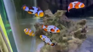 Peces payaso variedades y precio / WhatsApp 5554535876