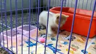 Cute Kitten Wants Out of His New Cage