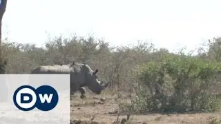 New approach needed to save rhinos | DW News