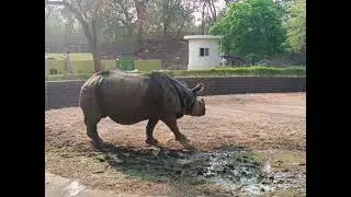 🐾 Explore the Wonders of Nehru Zoological Park, Hyderabad! 🐾