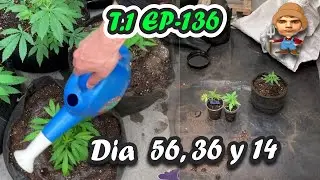 RIEGOS Y TRASPLANTES X2 MOBYDICK / D&Iacute;A 56, 36 y 14 DE FLORA// T1 E136 -  Derek Farming