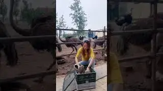 WOW Ostriches Farm ! I'm Working at Ostriches farm , Feeding to ostriches #ostrich #short84
