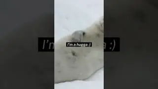 𝘈𝘳𝘦 𝘺𝘰𝘶. 𝘏𝘶𝘨𝘨𝘢 𝘰𝘳 𝘢 𝘧𝘪𝘨𝘩𝘵𝘦𝘳