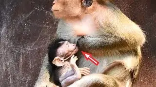 OMG, too young baby Celine was rejected milk by mom casi suddenly, Hungry baby monkey Celine.