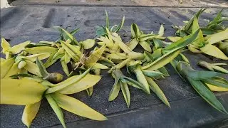 Propagacion fácil de Agave desmetiana, de colección.